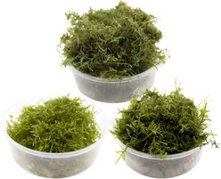 HydrOasis Live Aquarium Moss Starter Bundle