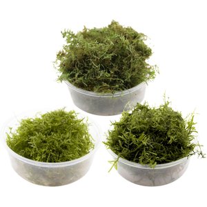 HydrOasis Live Aquarium Moss Starter Bundle
