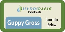 HydrOasis Guppy Grass Live Pond & Aquarium Plant Portion slide 2 of 3