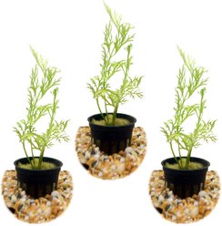 HydrOasis Water Sprite Submerged Potted Live Aquarium Plant, 3 count