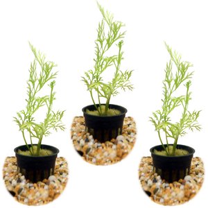 HydrOasis Water Sprite Submerged Potted Live Aquarium Plant, 3 count