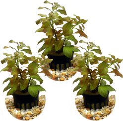 HydrOasis Ludwigia Ovalis Submerged Potted Live Aquarium Plant, 3 count