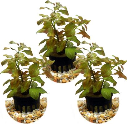 HYDROASIS Ludwigia Ovalis Submerged Potted Live Aquarium Plant, 3 count -  Chewy.com