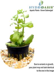 HydrOasis Wisteria Submerged Potted Live Aquarium Plant, 3 count slide 2 of 4