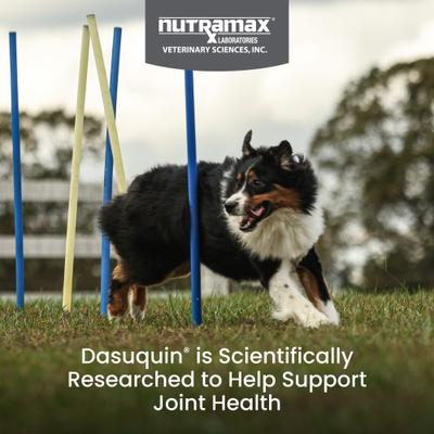 Show full view: Nutramax Dasuquin with MSM Hip & Joint Soft Chews Joint Supplement for Large Dogs, 42 count slide 3 of 12