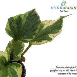 HydrOasis Chameleon Potted Live Pond Plant, 3 count slide 2 of 7