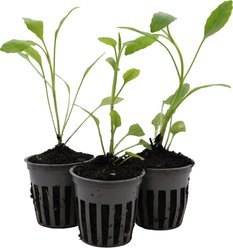 HydrOasis Obedient Potted Live Pond Plant, 3 count