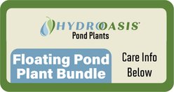 HydrOasis Floating Live Pond Plant Bundle slide 2 of 5