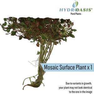 HydrOasis Floating Live Pond Plant Bundle