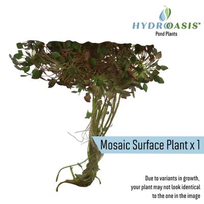 Show full view: HydrOasis Floating Live Pond Plant Bundle slide 2 of 7