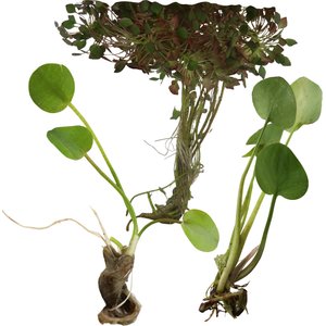 HydrOasis Floating Live Pond Plant Bundle