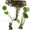 Show in main carousel: HydrOasis Floating Live Pond Plant Bundle slide 1 of 7