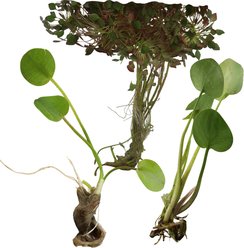 HydrOasis Floating Live Pond Plant Bundle