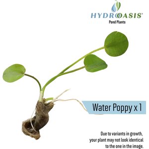 HydrOasis Floating Live Pond Plant Bundle
