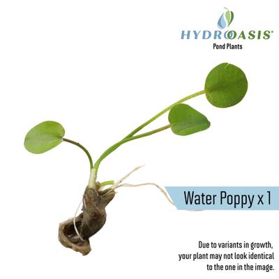 Show full view: HydrOasis Floating Live Pond Plant Bundle slide 3 of 7