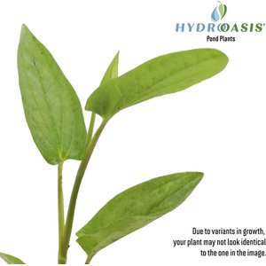 HydrOasis Lizard's Tail Potted Live Pond Plant, 3 count