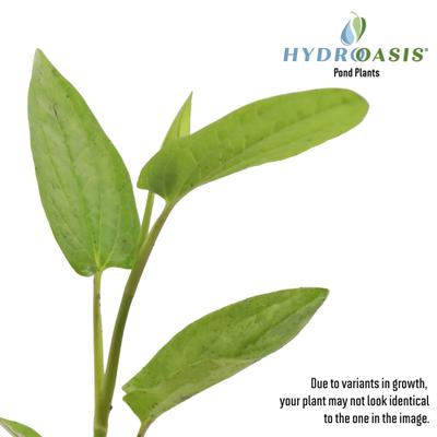 Show full view: HydrOasis Lizard's Tail Potted Live Pond Plant, 3 count slide 4 of 6