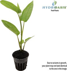 HydrOasis Lizard's Tail Potted Live Pond Plant, 3 count slide 2 of 7