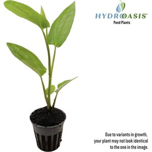 HydrOasis Lizard's Tail Potted Live Pond Plant, 3 count