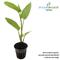 Show in main carousel: HydrOasis Lizard's Tail Potted Live Pond Plant, 3 count slide 2 of 6