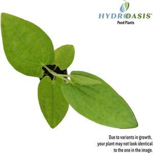 HydrOasis Lizard's Tail Potted Live Pond Plant, 3 count