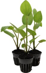 HydrOasis Lizard's Tail Potted Live Pond Plant, 3 count