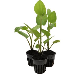 HydrOasis Lizard's Tail Potted Live Pond Plant, 3 count