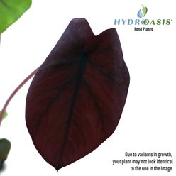 HydrOasis Black Magic Taro Potted Live Pond Plant, 3 count slide 2 of 7