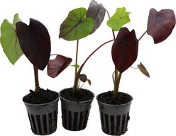 HydrOasis Black Magic Taro Potted Live Pond Plant, 3 count