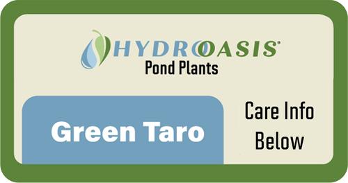 Show full view: HydrOasis Green Taro Potted Live Pond Plant, 3 count slide 6 of 6