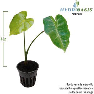 HydrOasis Green Taro Potted Live Pond Plant, 3 count