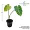 Show in main carousel: HydrOasis Green Taro Potted Live Pond Plant, 3 count slide 5 of 6