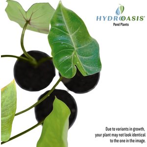 HydrOasis Green Taro Potted Live Pond Plant, 3 count