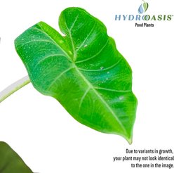 HydrOasis Green Taro Potted Live Pond Plant, 3 count slide 2 of 7
