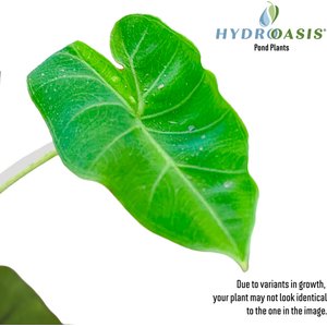 HydrOasis Green Taro Potted Live Pond Plant, 3 count