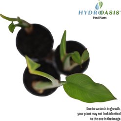 HydrOasis Arrow Arum Potted Live Pond Plant, 3 count slide 2 of 6