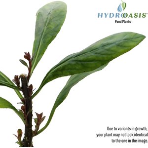 HydrOasis Cardinal Flower Potted Live Pond Plant, 3 count