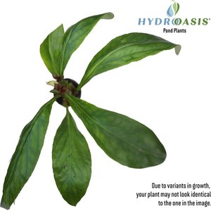 HydrOasis Cardinal Flower Potted Live Pond Plant, 3 count