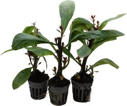HydrOasis Cardinal Flower Potted Live Pond Plant, 3 count