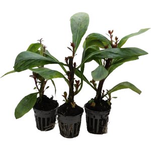 HydrOasis Cardinal Flower Potted Live Pond Plant, 3 count