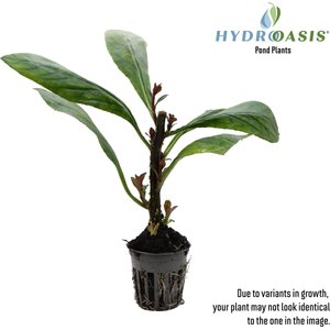 HydrOasis Cardinal Flower Potted Live Pond Plant, 3 count