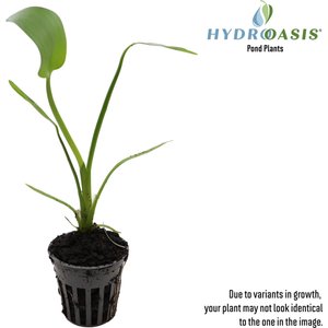 HydrOasis Pink Pickerel Rush Potted Live Pond Plant, 3 count