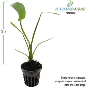HydrOasis Pink Pickerel Rush Potted Live Pond Plant, 3 count