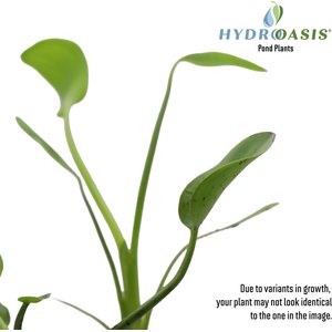 HydrOasis Pink Pickerel Rush Potted Live Pond Plant, 3 count