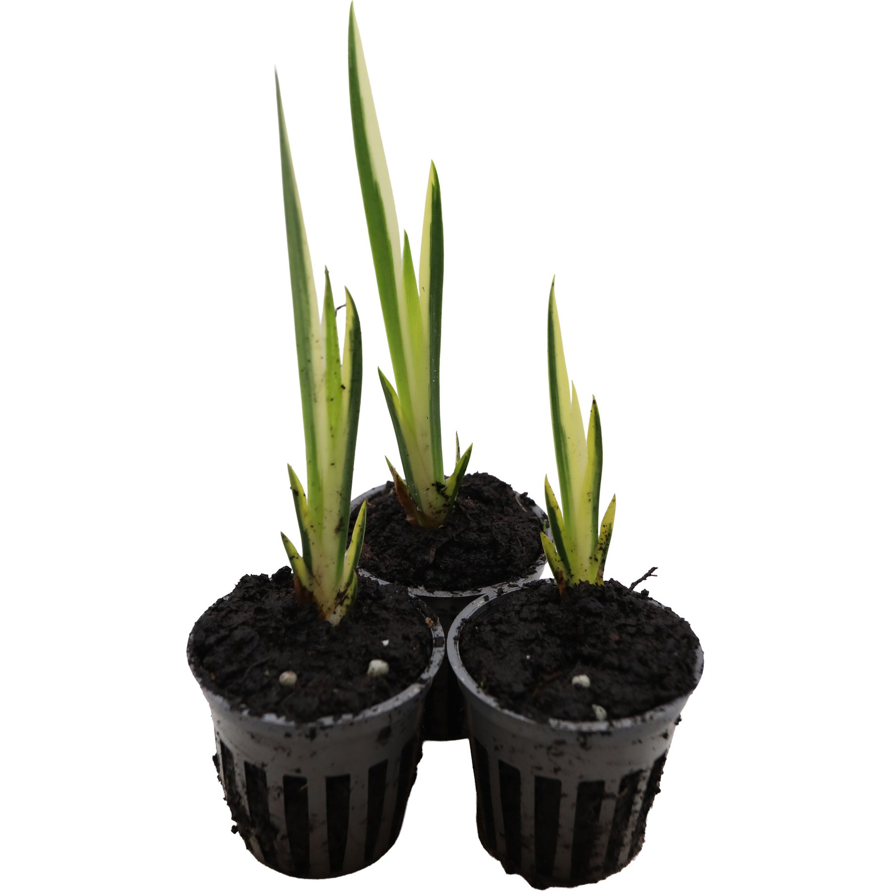 HydrOasis Variegated Sweet Flag Potted Live Pond Plant, 3 count