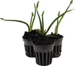 HydrOasis Blue Pickerel Rush Potted Live Pond Plant, 3 count