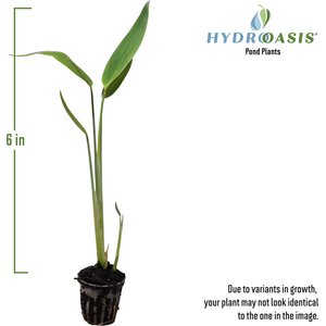 HydrOasis Hardy Water Canna Potted Live Pond Plant, 3 count