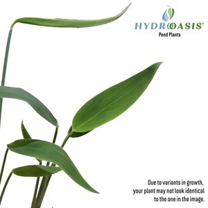 HydrOasis Hardy Water Canna Potted Live Pond Plant, 3 count