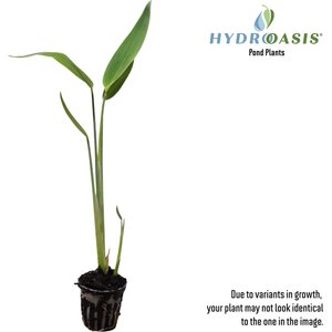 HydrOasis Hardy Water Canna Potted Live Pond Plant, 3 count