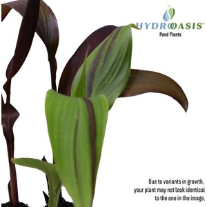 HydrOasis Assorted Canna Lily Potted Live Pond Plant, 3 count